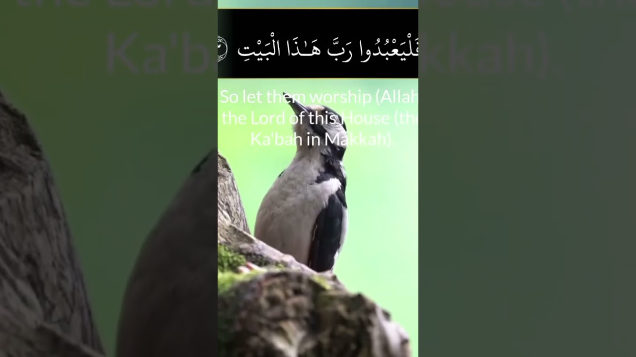 Surah Quraysh (Full) | Beautiful Quran Recitation with English Translation & Arabic Text | 4K