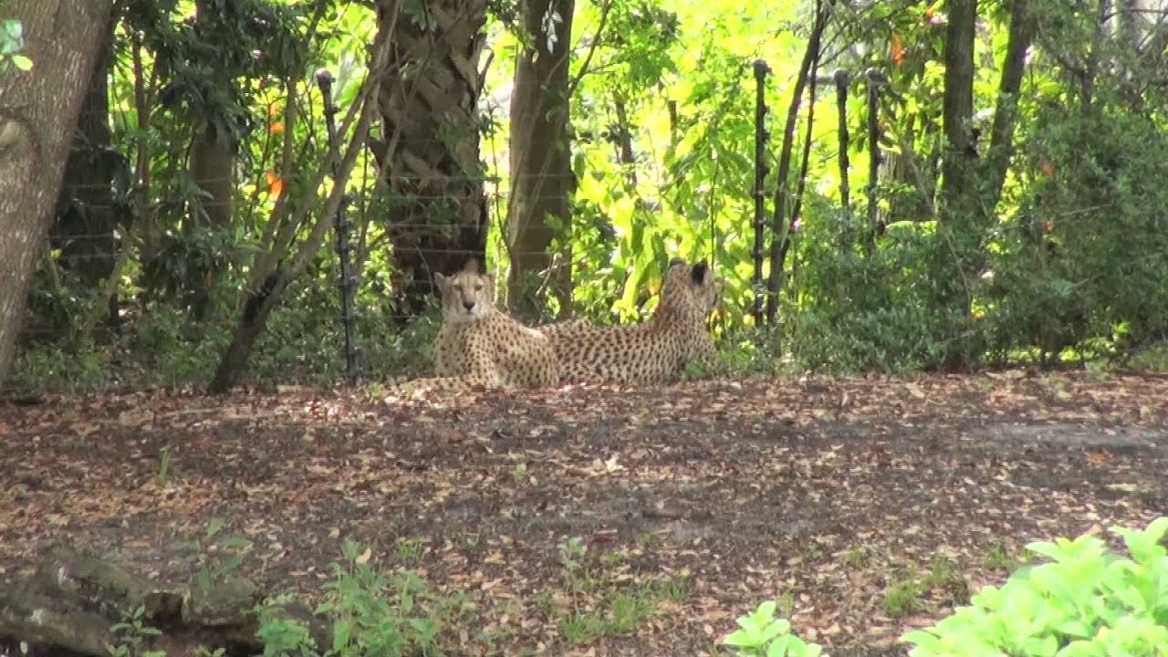 Animal Kingdom Lodge - Sunrise Safari