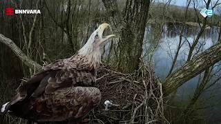 Vroege Vogels TV - Beleef de Lente week #4