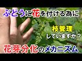 ぶどうに花芽(花穂)を付ける為に重要な枝管理 花芽分化のメカニズムについて解説 短梢栽培ver.