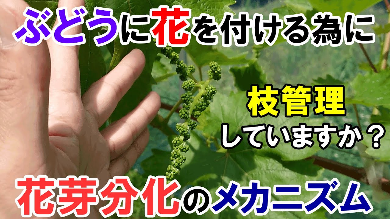 ぶどうに花芽(花穂)を付ける為に重要な枝管理　花芽分化のメカニズムについて解説　短梢栽培ver.