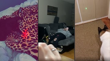 Dog Reaction To Laser Pointer - Dog Laser Chasing 3