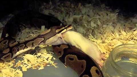Feeding My Ball Python Collection