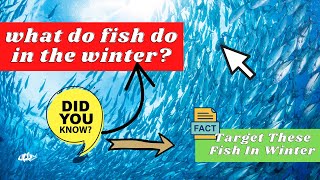 What Do Fish Do In The Winter - Target These Fish in Winter
