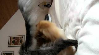 MVI_1847.AVI