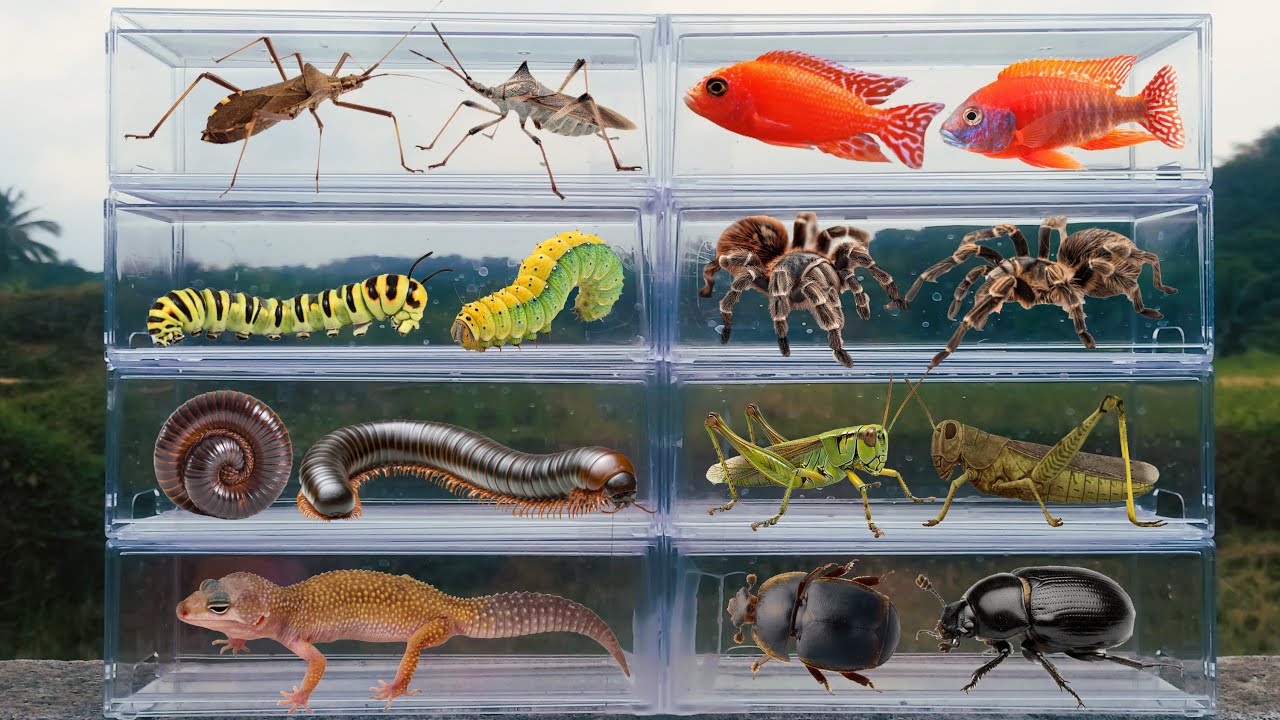 Я искал насекомых в саду и нашел гусеницу, жука-лягушачью лапку, геккона, многоножку...