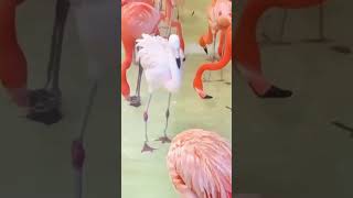 "Wait until,  These Birds Can Dance Better Than Humans… 😳🐦