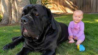 This 195lb Cane Corso REFUSES to Let Anyone Near This Baby Girl—Not Even for One Minute