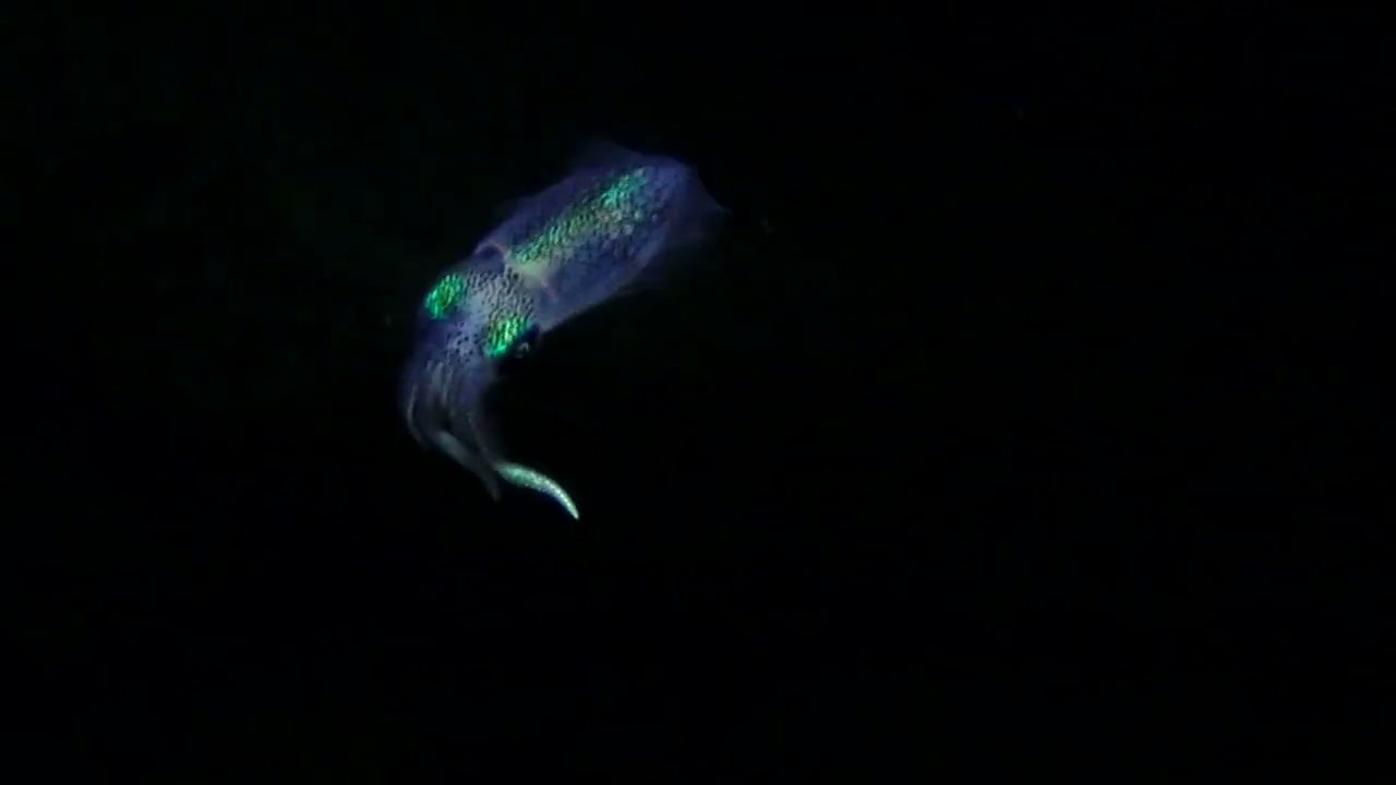 Sepioteuthis lessoniana d'Orbigny, 1826 / Cyprus