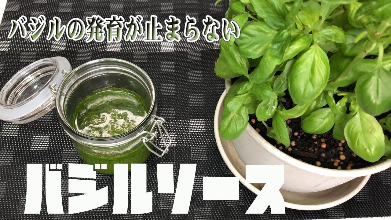 バジルソース Basil Sauce バジルの発育が止まらない Youtube