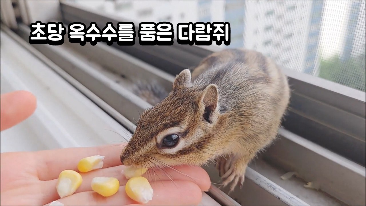 초당 옥수수를 품은 다람쥐