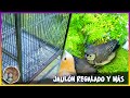 JAULÓN de vuelo REGALADO Y +🦜