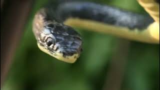 DE Realistic Rubber Black Mamba Snake Toy Garden Props 52 Inch Long screenshot 4