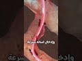 لن تصدق لسان نصف متر يصطاد النمل 