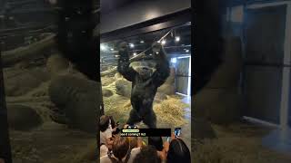 When you think you’re tougher than a gorilla... Spoiler alert: you’re not. 🦍💥#zoo #gorilla #shock
