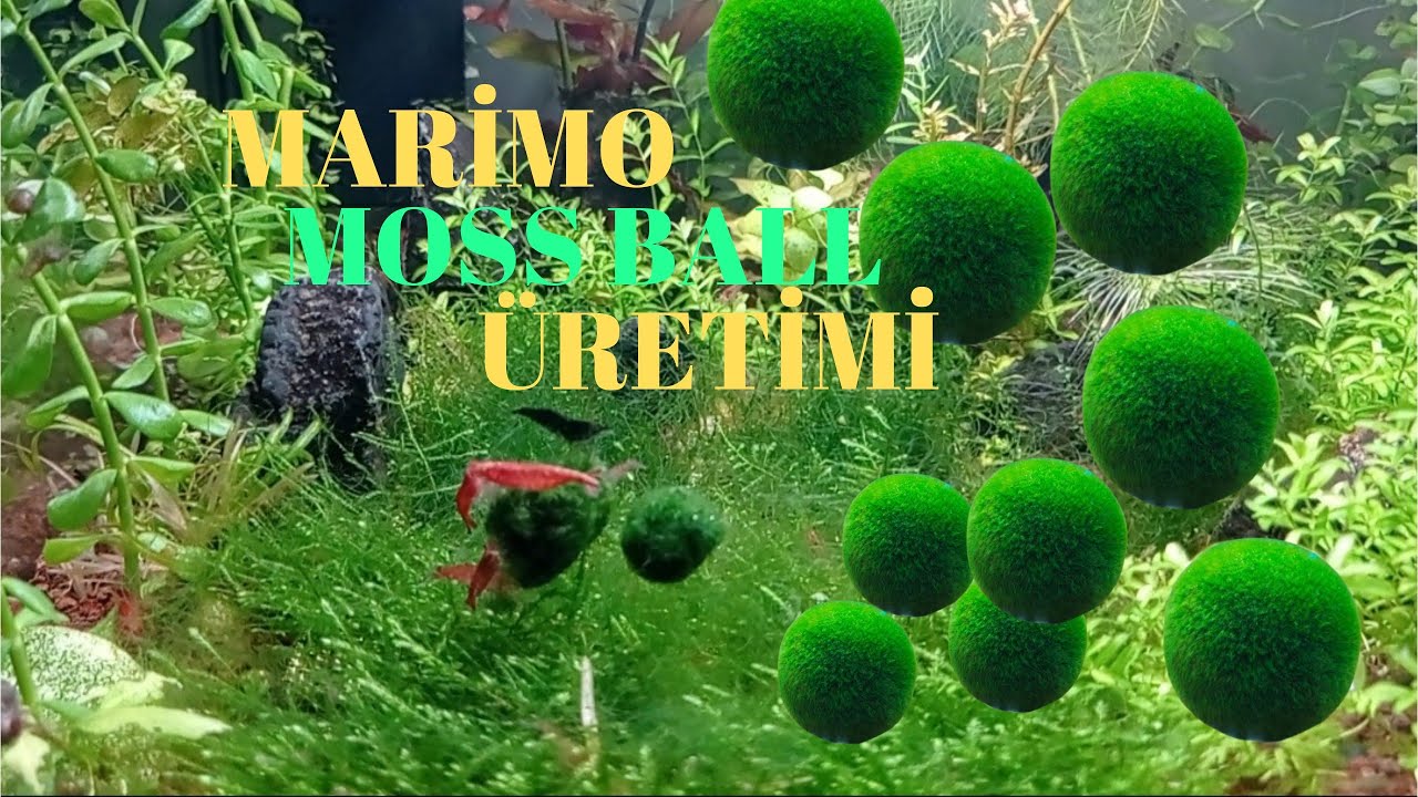 MARİMO MOSS BALL ÜRETİMİ 🔥🔥🔥🟢🟢🟢 #marimo #mossball #moss