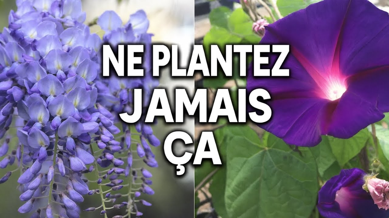 12 plantes que vous ne devriez JAMAIS cultiver dans votre jardin !