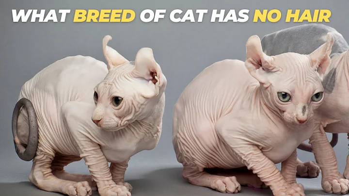 Video 5144071: sphynx explore, peterbald, hairless cat breed, curious cat, feline