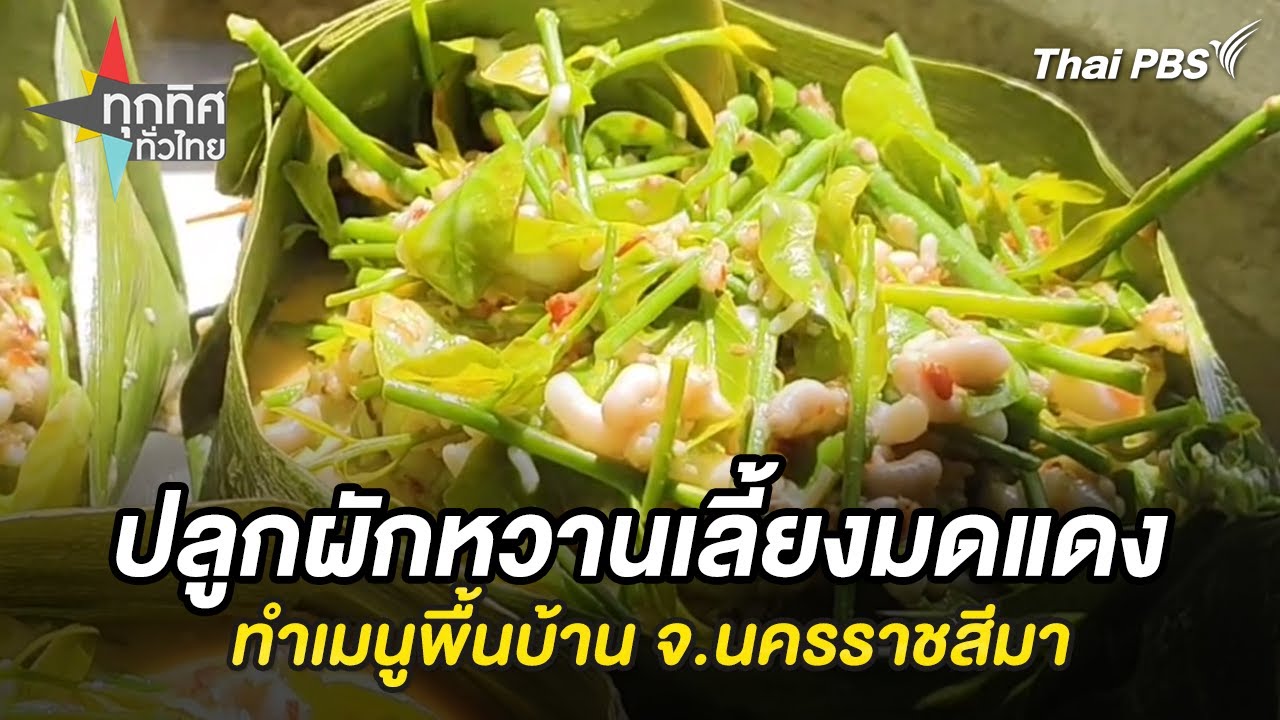 ปลูกผักหวานเลี้ยงมดแดงทำเมนูพื้นบ้าน จ.นครราชสีมา | ทุกทิศทั่วไทย | 13 มี.ค. 68