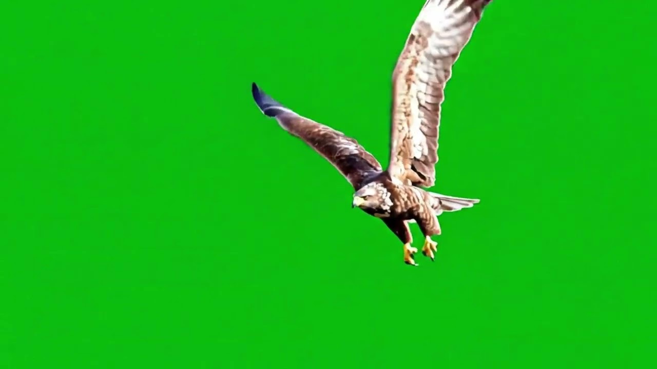 Eagle Flying Green Screen – Majestic Bird VFX in 4k