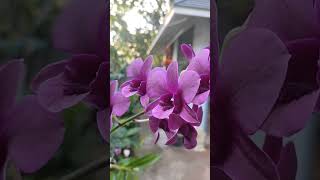 Orchid plants at home