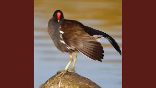Download Lagu The sound of birds croaking