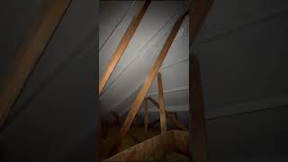 Attic Mold Remediation and Encapsulation