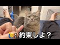 6年前に迎えた愛猫とパパがどうしても約束したかったこと