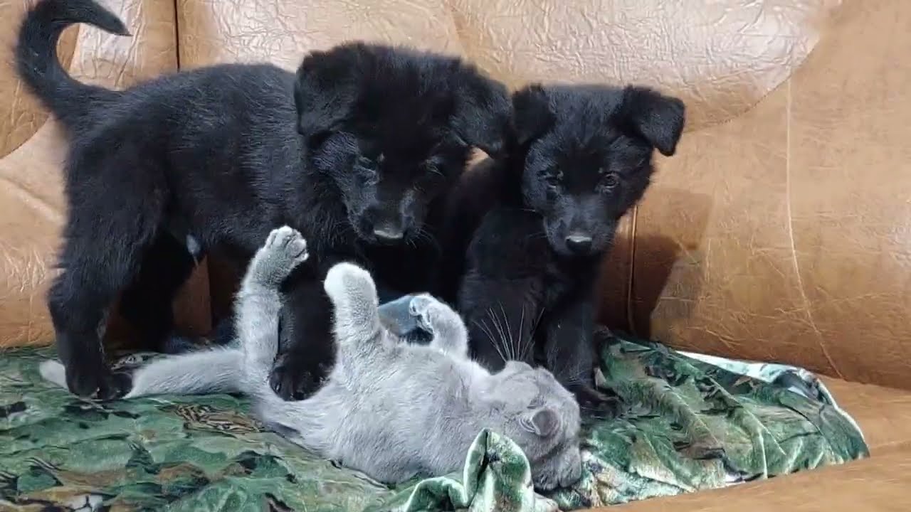 Watch How These Rescue German Shepherd Puppies And Kitten Become Best Friends