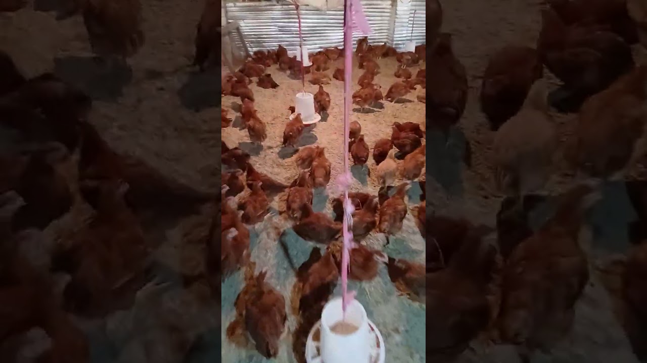 دوره ساسو ناجحه 💪مميزات وعيوب الساسو 