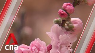 Gardens By The Bay To Give Out 500 Free Tickets To Cherry Blossom Display At Flower Dome