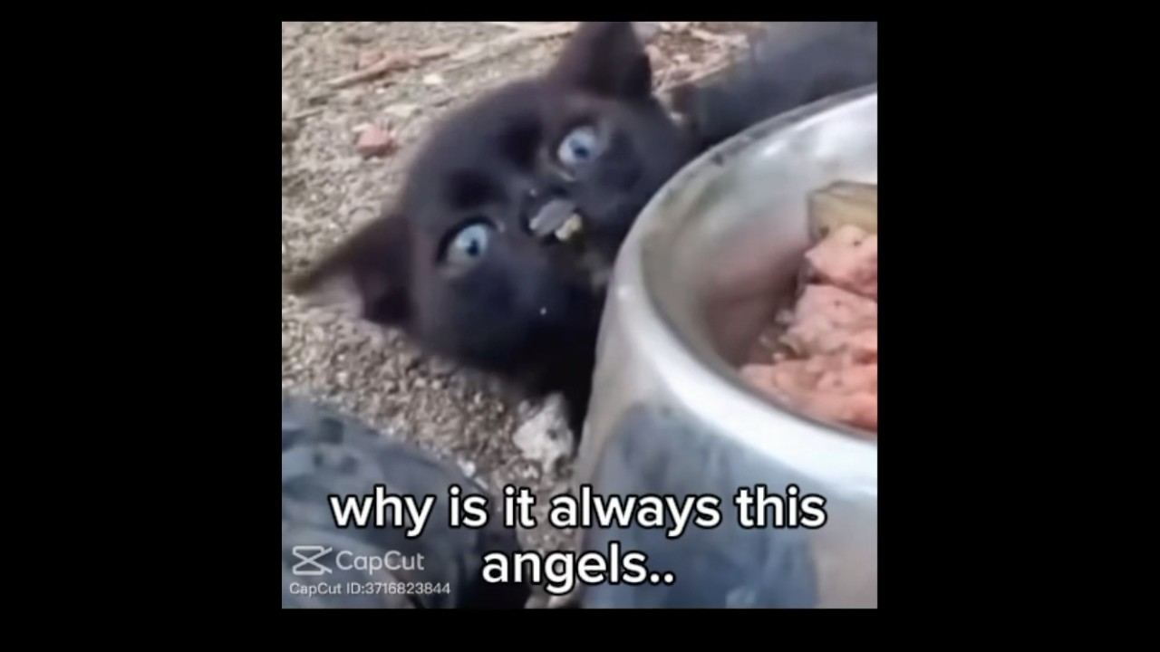 id die for one.. #targetaudience #cats #sad #kitten #racism #viral #viral #racist #catvideos #cat