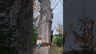 The Gravity Defier! 🪵 The Hydraulic Bottle Jack Tree Trick