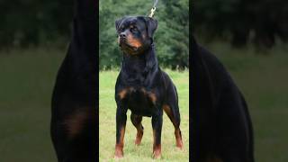 A Rottweiler Bite: The End? #shorts #rottweiler #pitbull