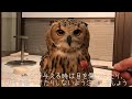フクロウの餌やり時に気を付けること