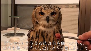 フクロウの餌やり時に気を付けること