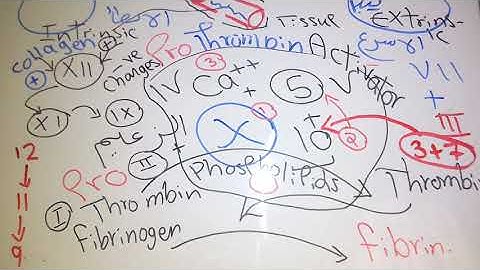 Hemostasis (Clotting) new system dr mohamed fayez