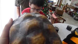 Krazee Brous Aidan Vs The Turtle Ep 3