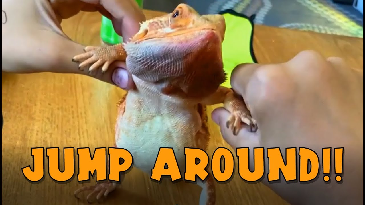 Goose the Bearded Dragon Dances Better Than You