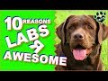 Top 10 Reasons Why Labradors Are Such Awesome Dogs