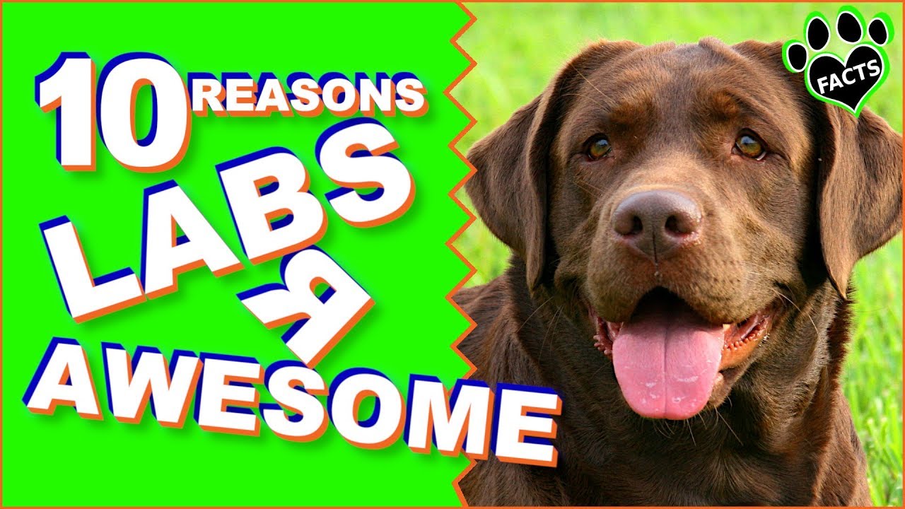 Top 10 Reasons Why Labradors Are Such Awesome Dogs