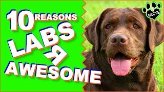 Top 10 Reasons Why the Labradors Are Awesome  Dogs 101