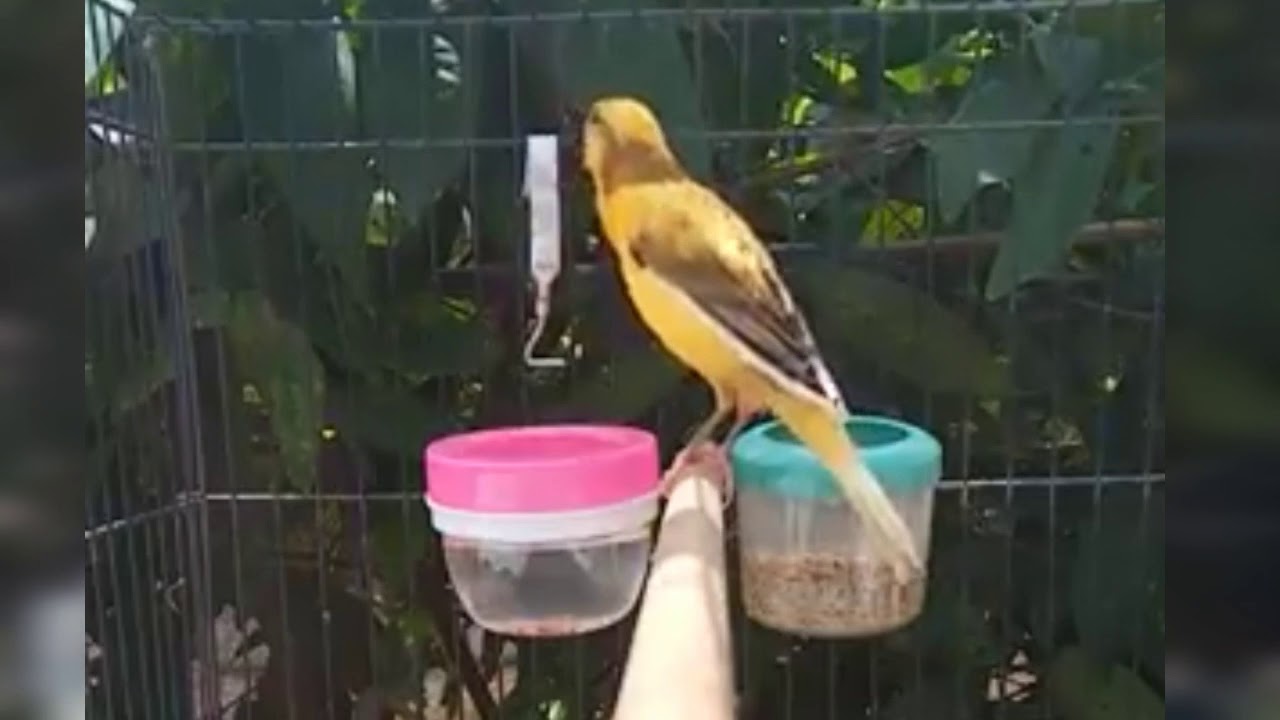 Suara burung kenari gacor 