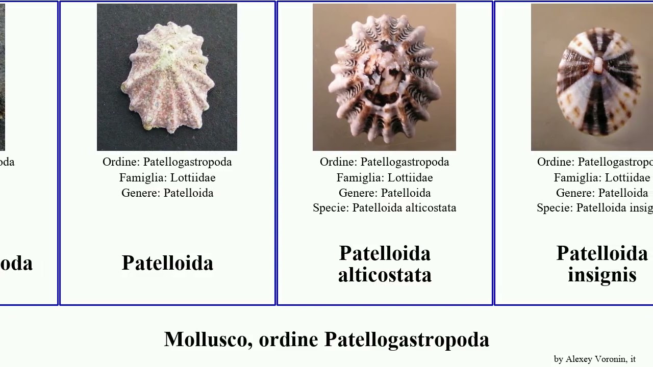 Mollusco, ordine Patellogastropoda lottia patelloida scurria gamma persona cassis rosea mollusca