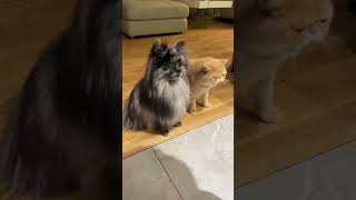 Zeki kedi her şeyi çoktan çözmüş bile... Kimseyi kandıramazsınız! 😼🧠 #sevimlihayvanlar #zekikedi