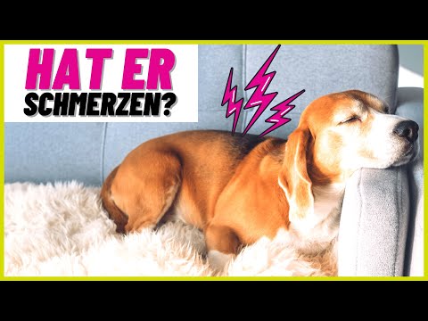 Video: Leidet Ihr Hund in der Stille unter Gelenkschmerzen?