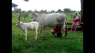 Homenagem a Saudosa Tia Nena