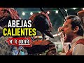 ABEJAS GIGANTES (EMBARAZ4N HUMANOS) Stung en 10 minutos | Yo te Cuento