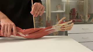 Üst Ekstremite Kasları - ÖN KOL ARKA KOMPARTMAN (EKSTANSOR) KASLARI