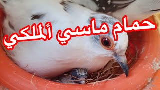 حمام الماسي ألملكي